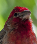 House Finch 8250